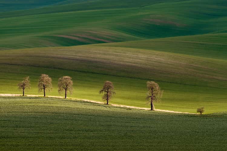 Chestnuts Avenue, Moravia