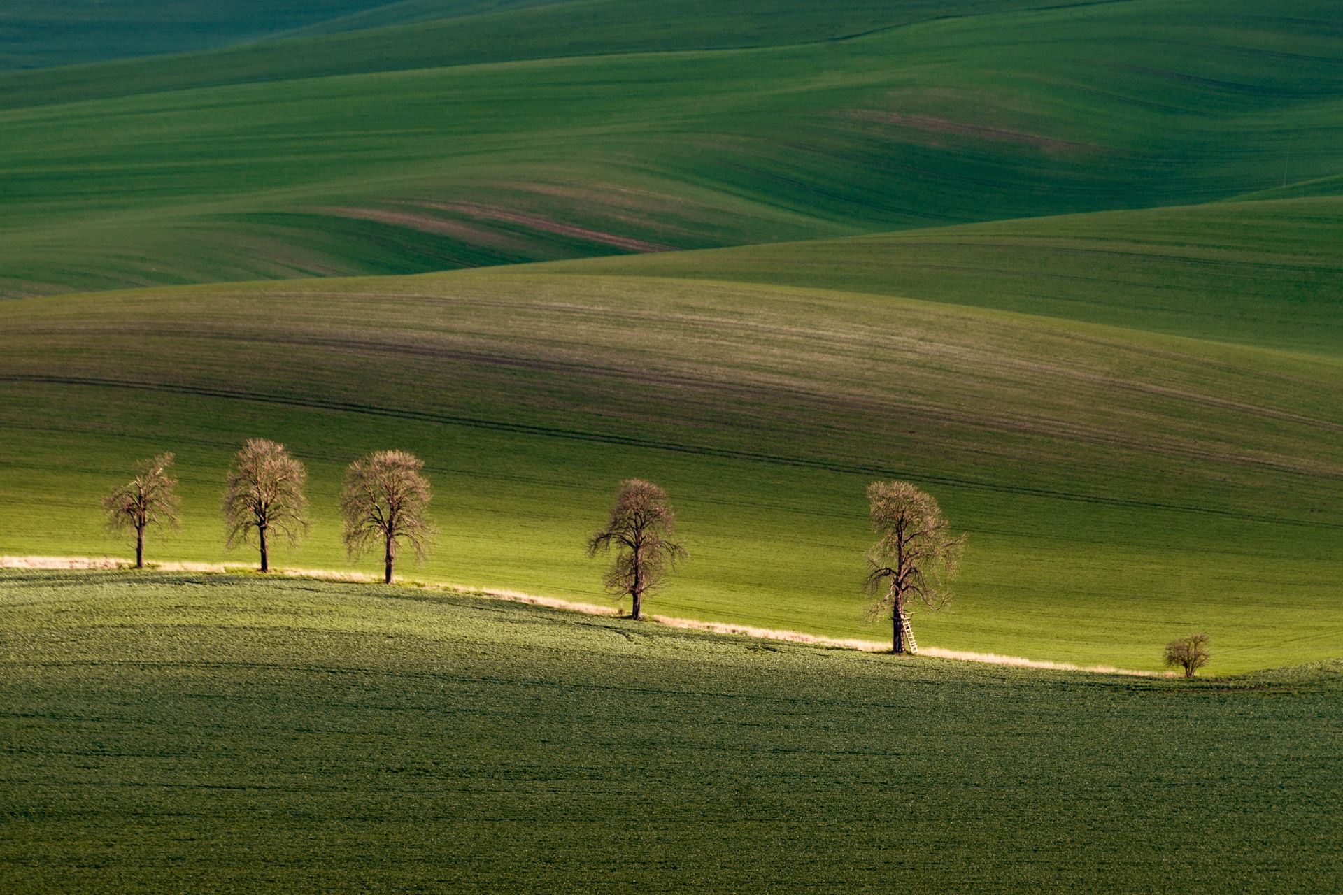 Chestnuts Avenue, Moravia, Czech Republic