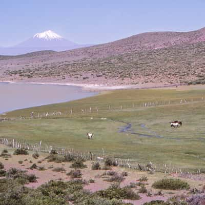 Coipo Lauquen, Argentina