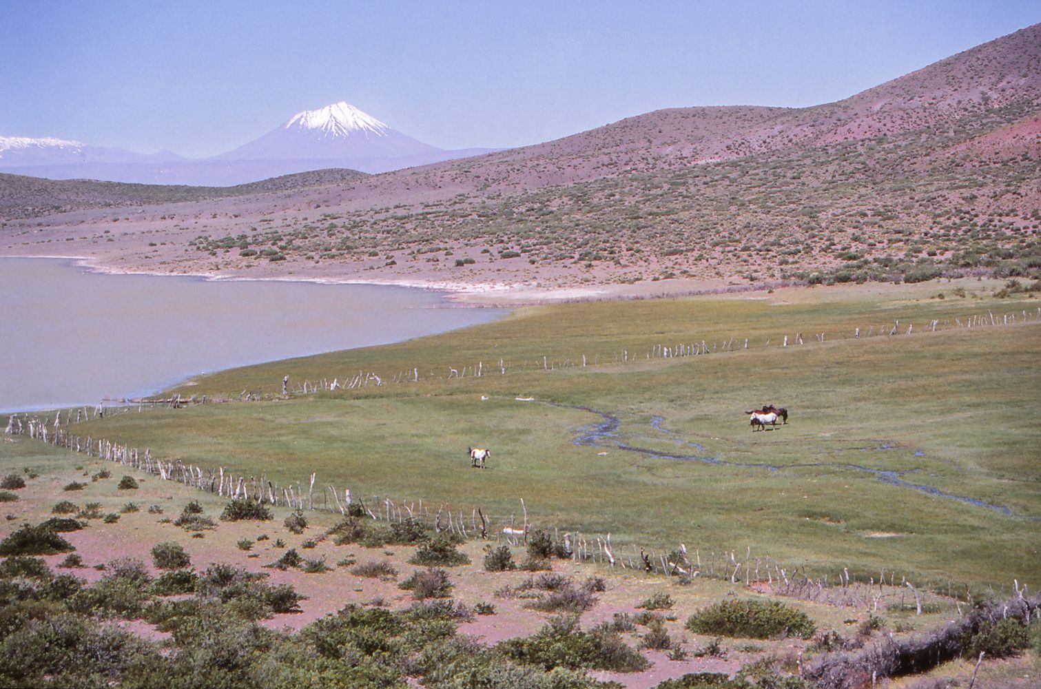 Coipo Lauquen, Argentina