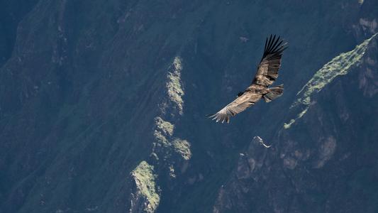 Condors at Colca valley