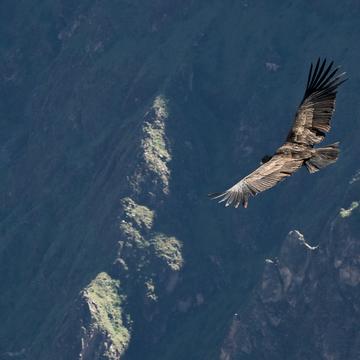 Condors at Colca valley, Peru
