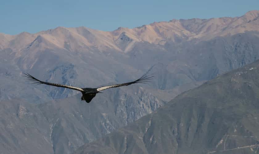 Condors at Colca valley