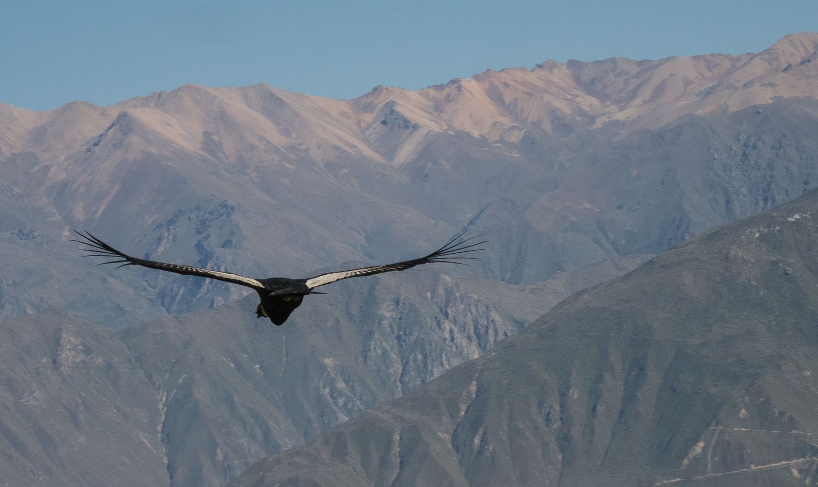 Condors at Colca valley, Peru