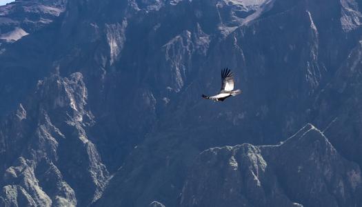 Condors at Colca valley