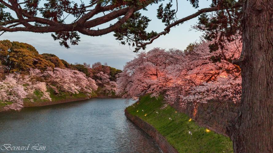 Enjoy Cherry Blossoms in Tokyo