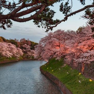 Enjoy Cherry Blossoms in Tokyo, Japan