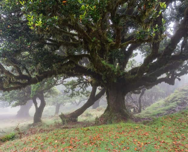 Fog Forest Fanal, Madeira