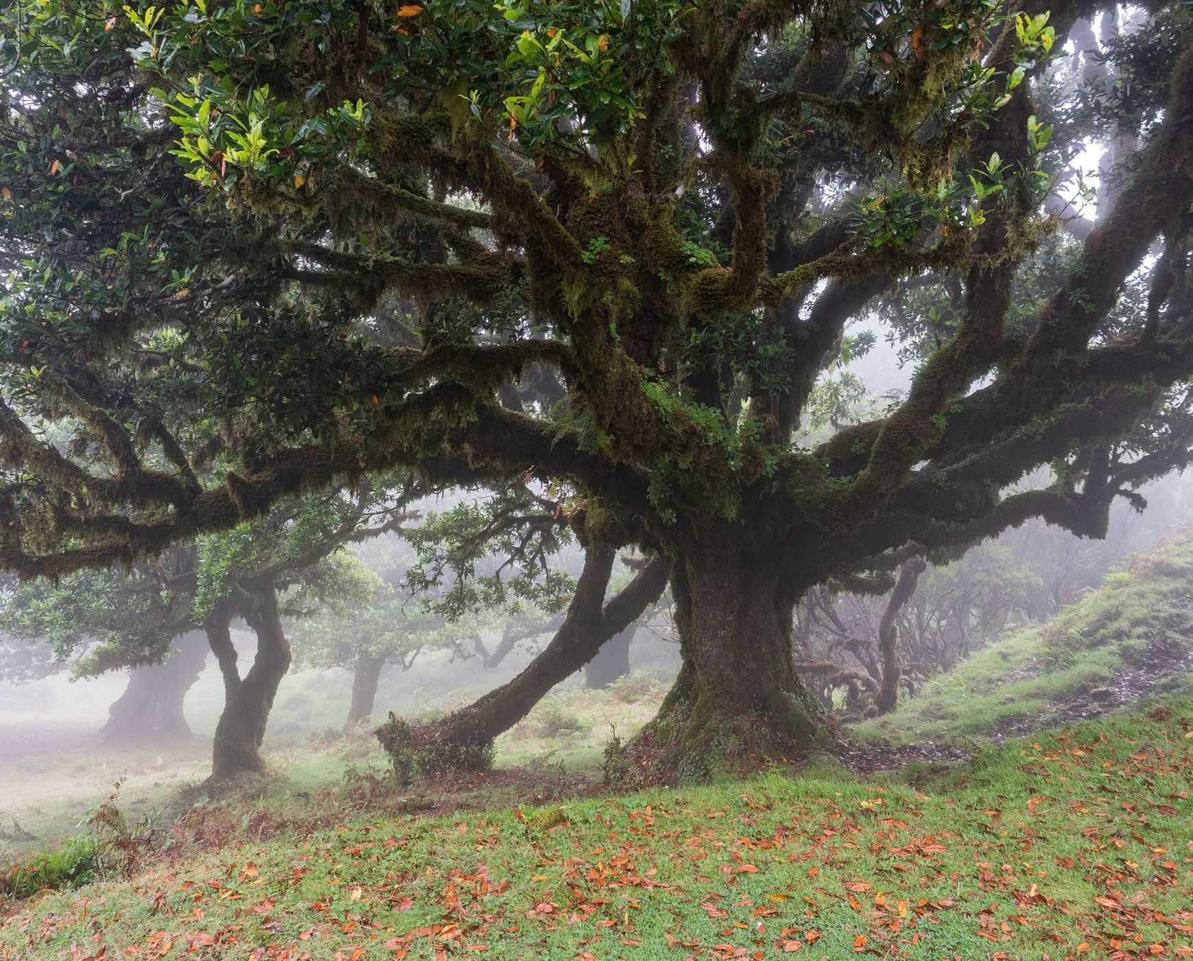 Fog Forest Fanal, Madeira, Portugal