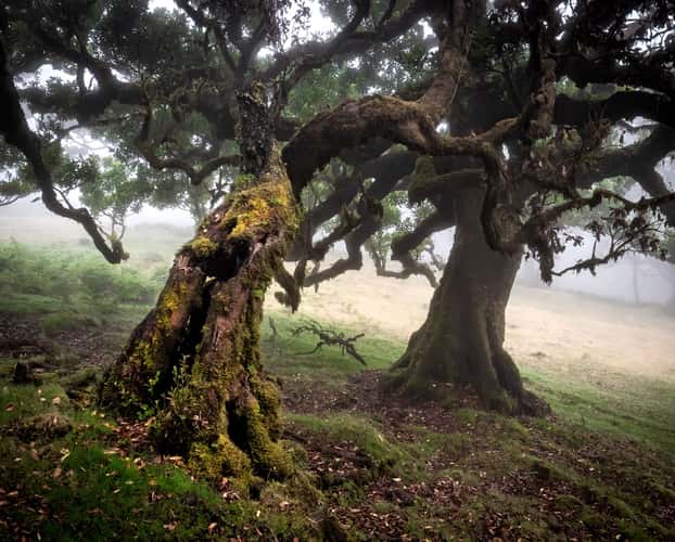 Fog Forest Fanal, Madeira
