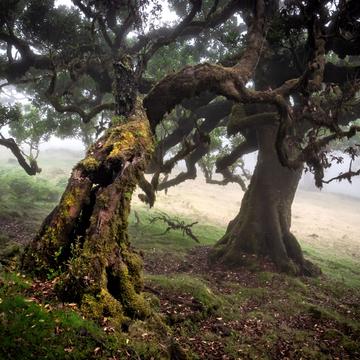 Fairy Wood, Portugal