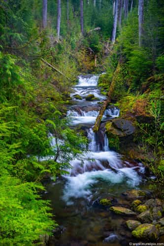 Gatton Creek Falls