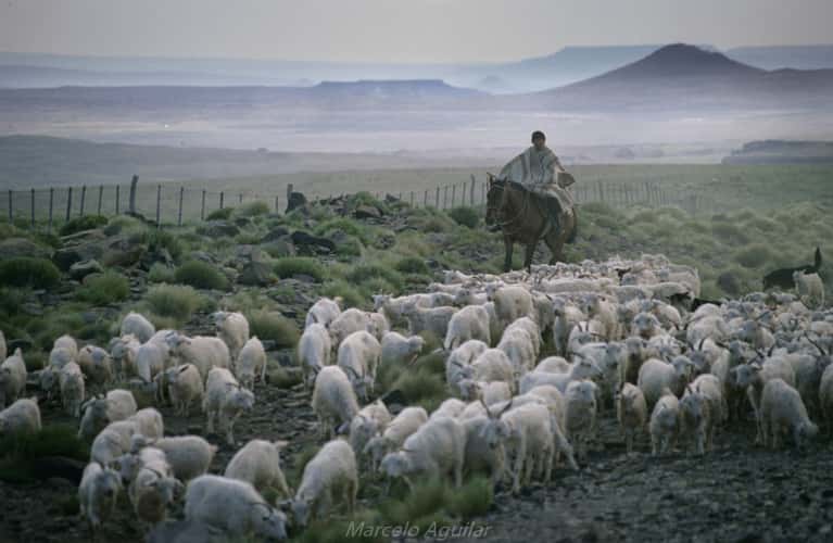 Gaucho doing his job