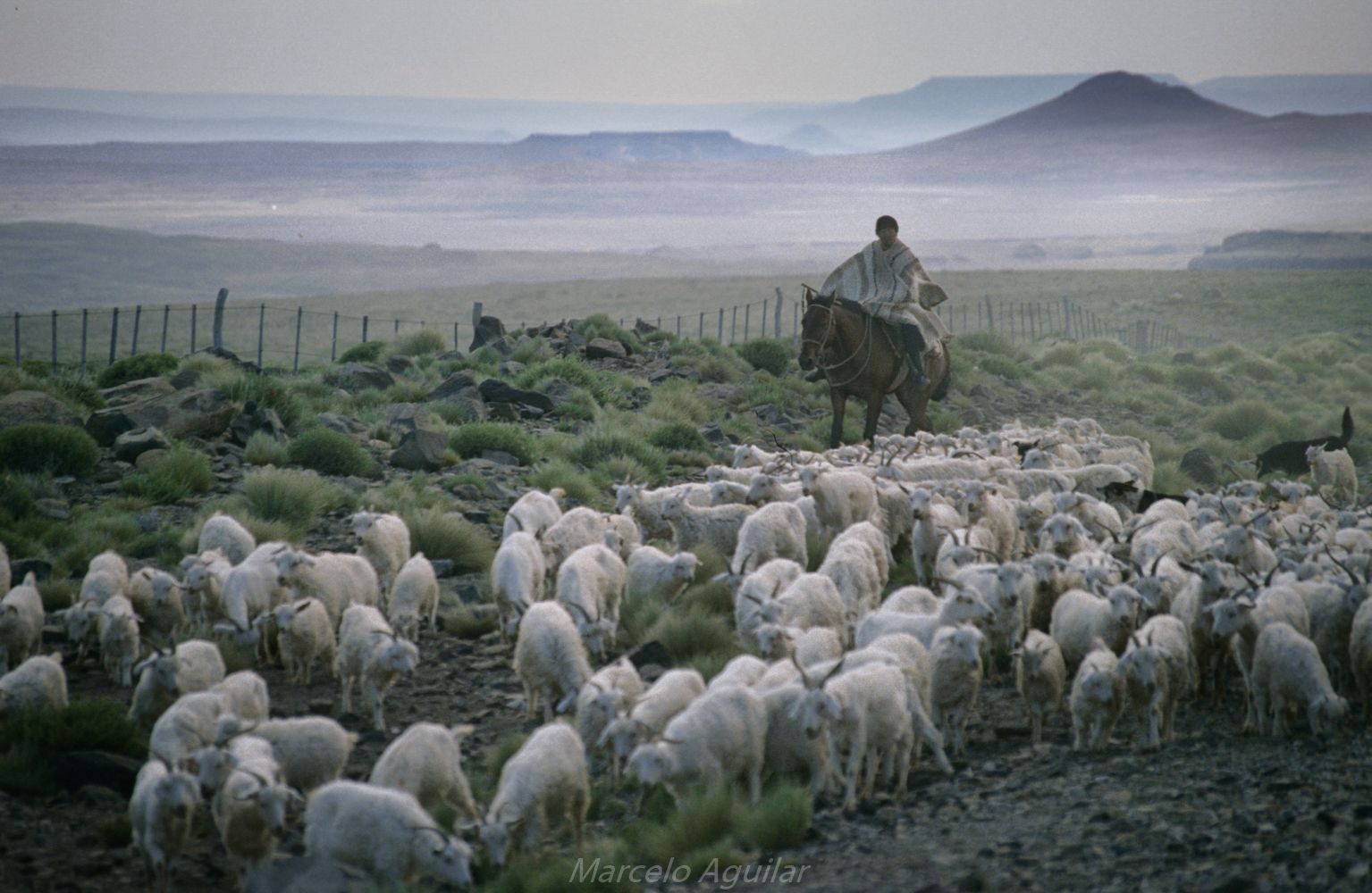 Gaucho doing his job, Argentina