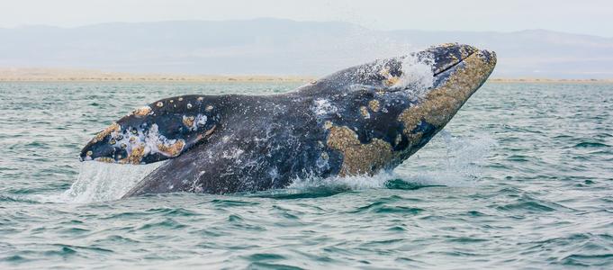 Grey Whale Breach @ Guerrero Negro