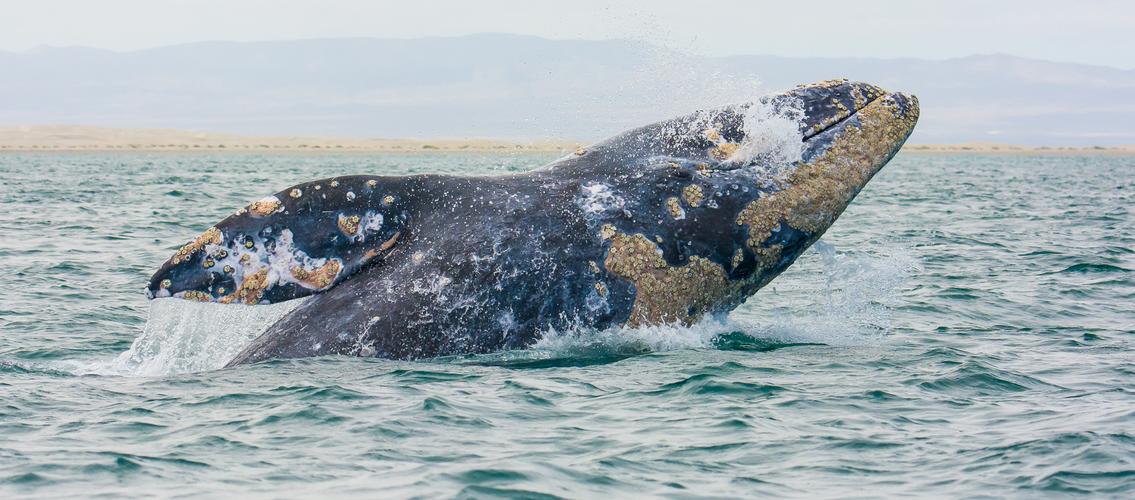 Grey Whale Breach @ Guerrero Negro
