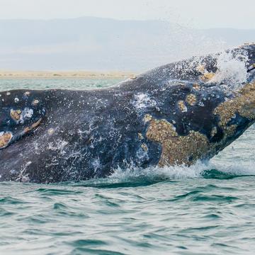 Grey Whale Breach @ Guerrero Negro, Mexico