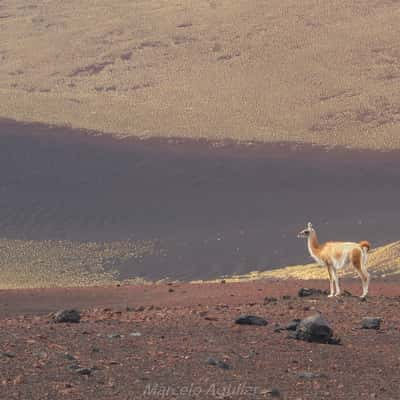 Guanacos in Payunia, Argentina