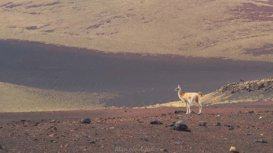 Guanacos in Payunia