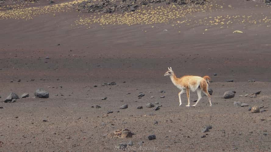 Guanacos in Payunia