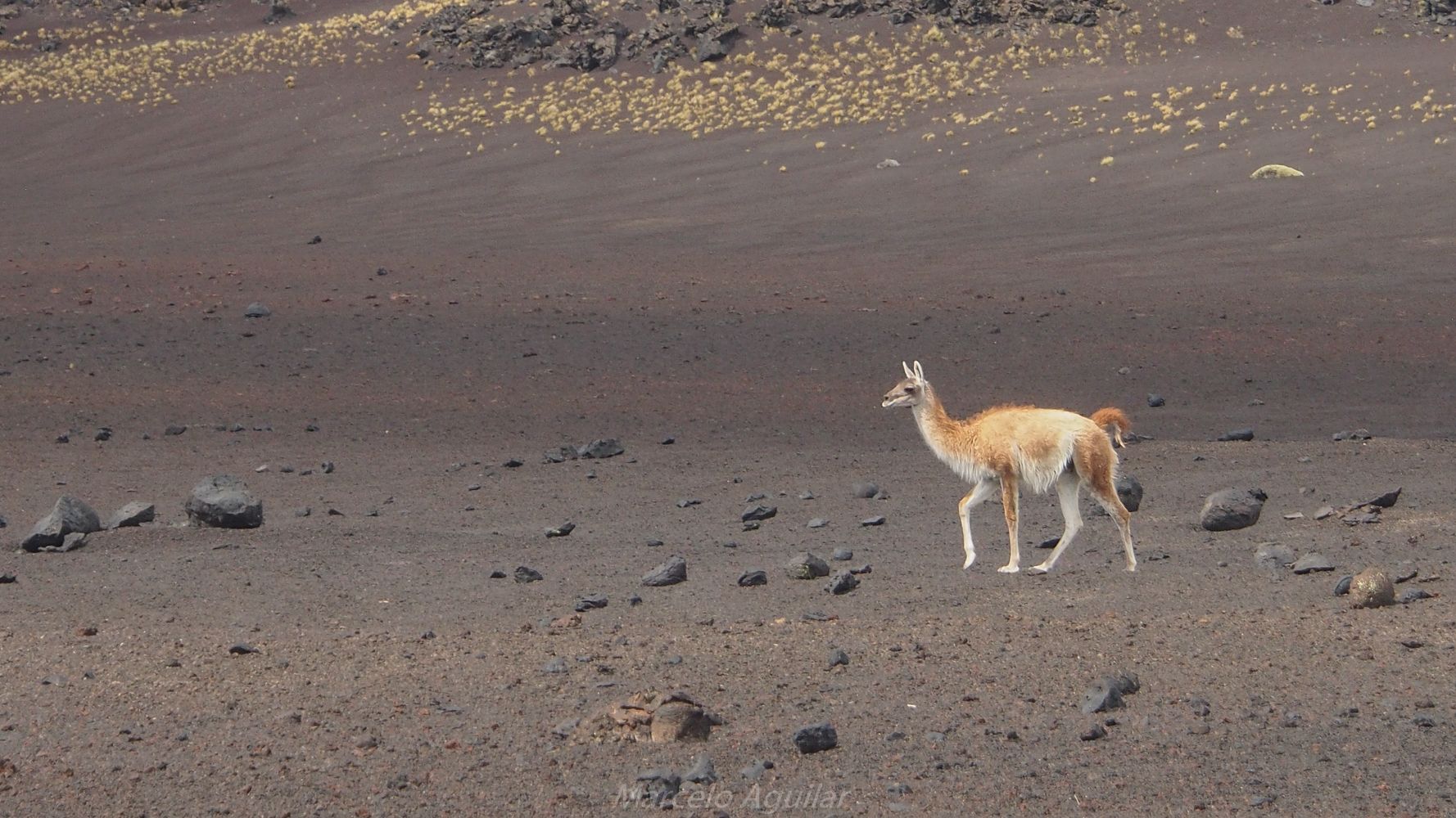 Guanacos in Payunia, Argentina