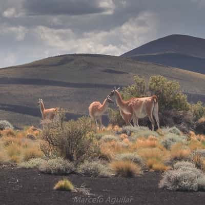 Guanacos in Payunia, Argentina