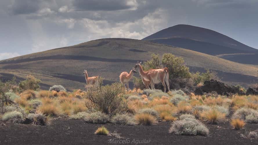 Guanacos in Payunia