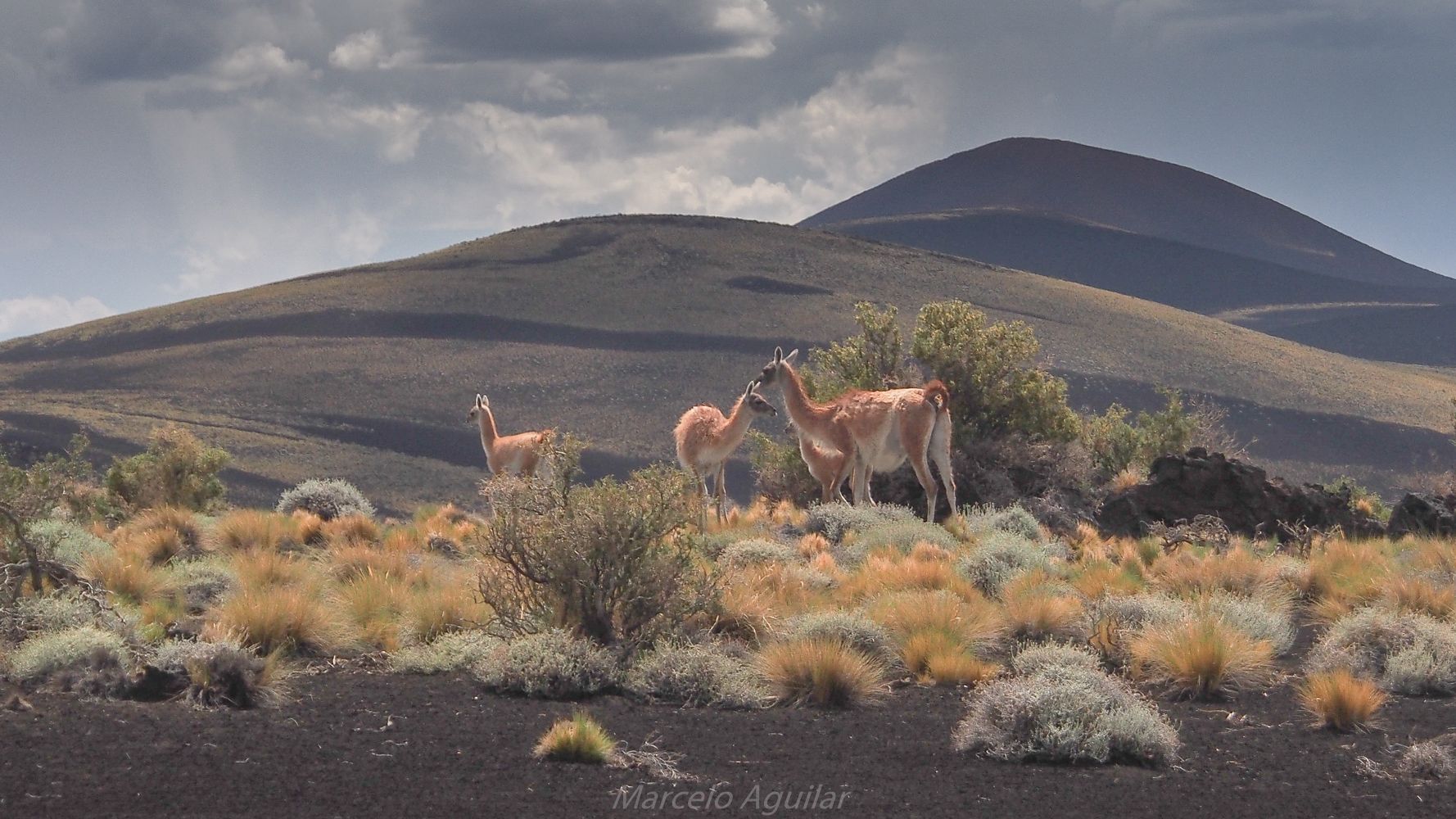 Guanacos in Payunia, Argentina