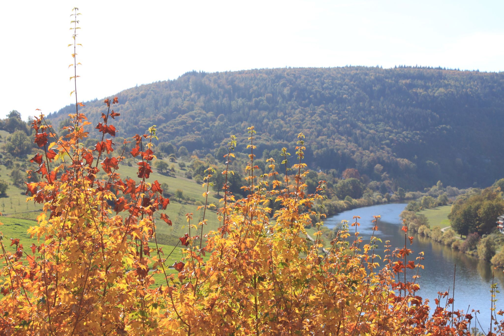 Autumn on the Neckar, Germany