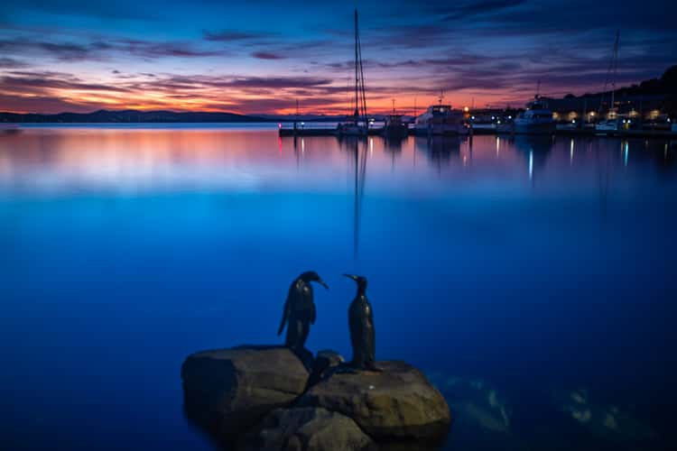 Hobart Harbour Penguins Statue sunrise Tasmania
