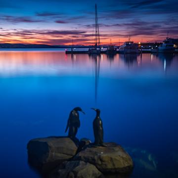 Hobart Harbour Penguins Statue sunrise Tasmania, Australia