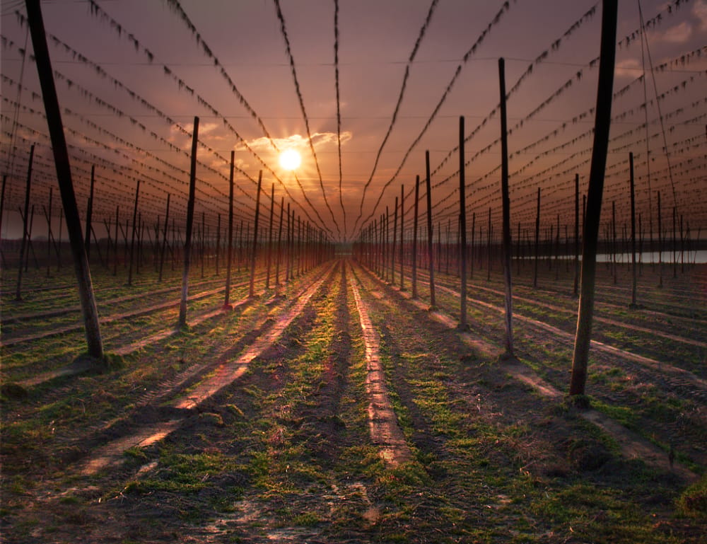 Hops netting, Germany