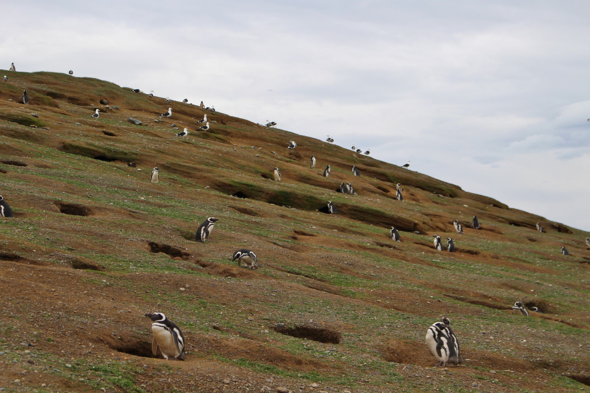 Islas Magdalenas, Chile