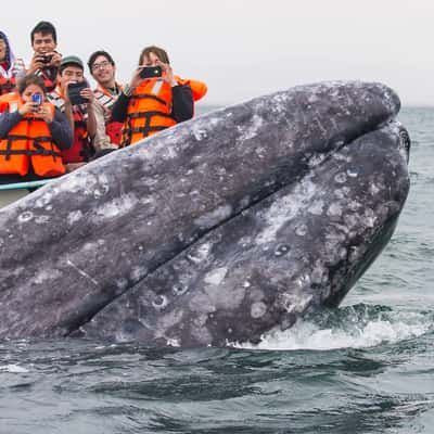 Kids watching the whales, Mexico