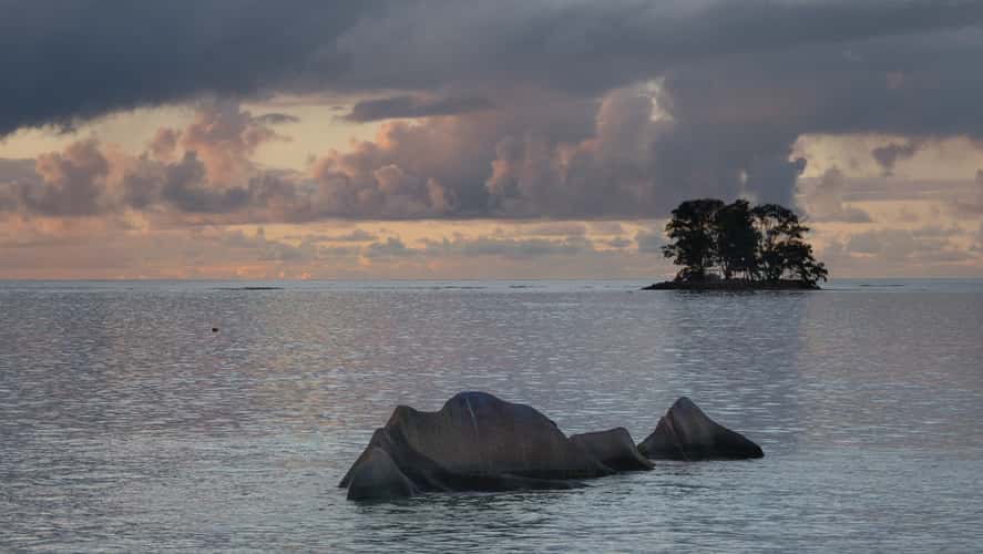 La Digue tree on the water