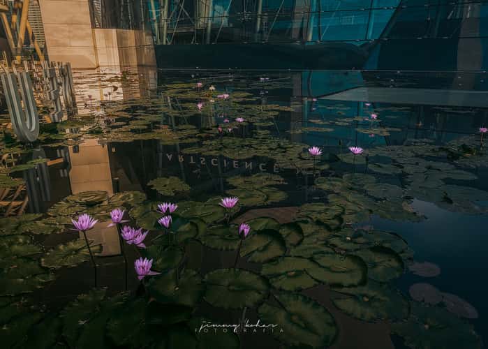 Lotus Pond of the ArtScience Museum Singapore