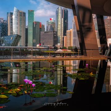 Lotus Pond of the ArtScience Museum Singapore, Singapore