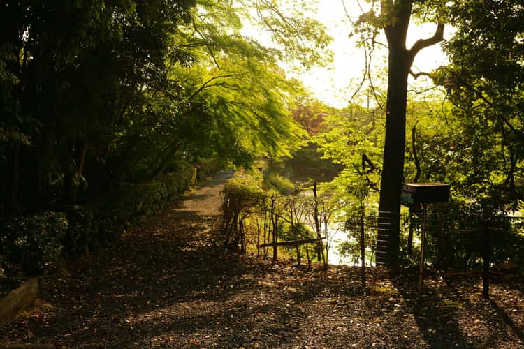 Ogura pond in the morning