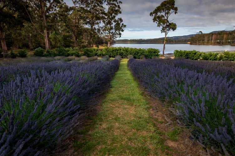 Port Arthur Lavender Farm Tasmania