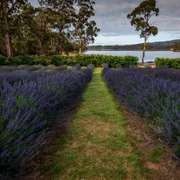Port Arthur Lavender Farm Tasmania, Australia