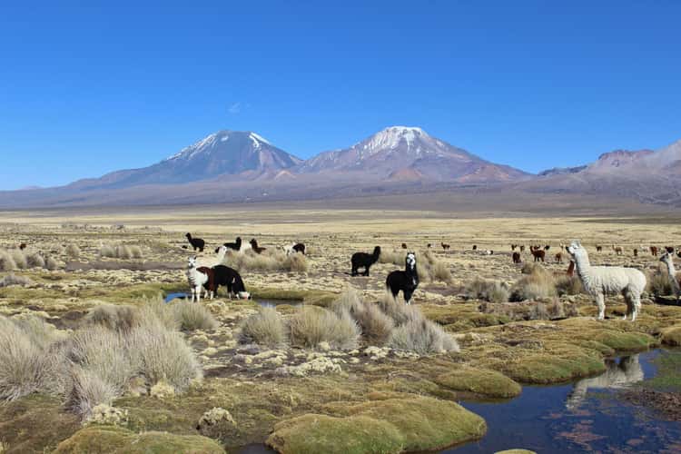 Sajama National Park