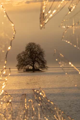 Solitary tree in Villeneuve
