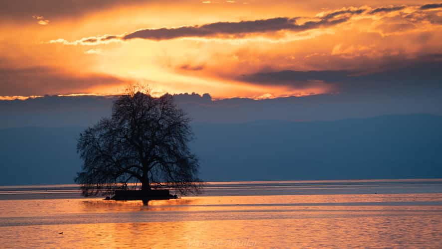Solitary tree in Villeneuve