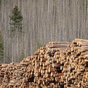 Strathnaver Lumber yard, Canada