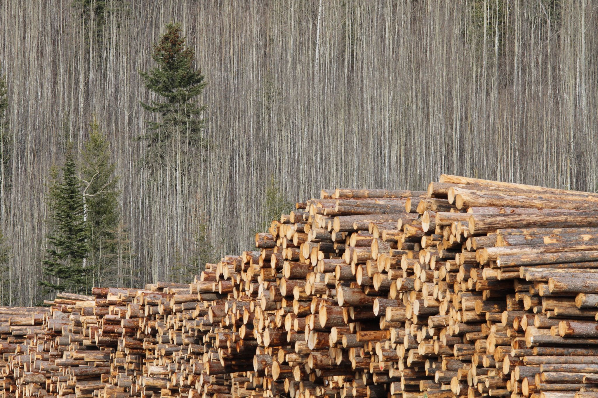 Strathnaver Lumber yard, Canada