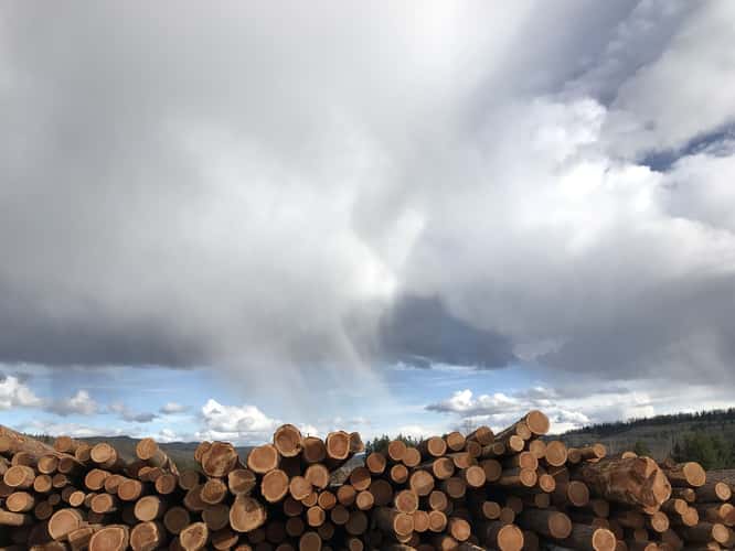 Strathnaver Lumber yard