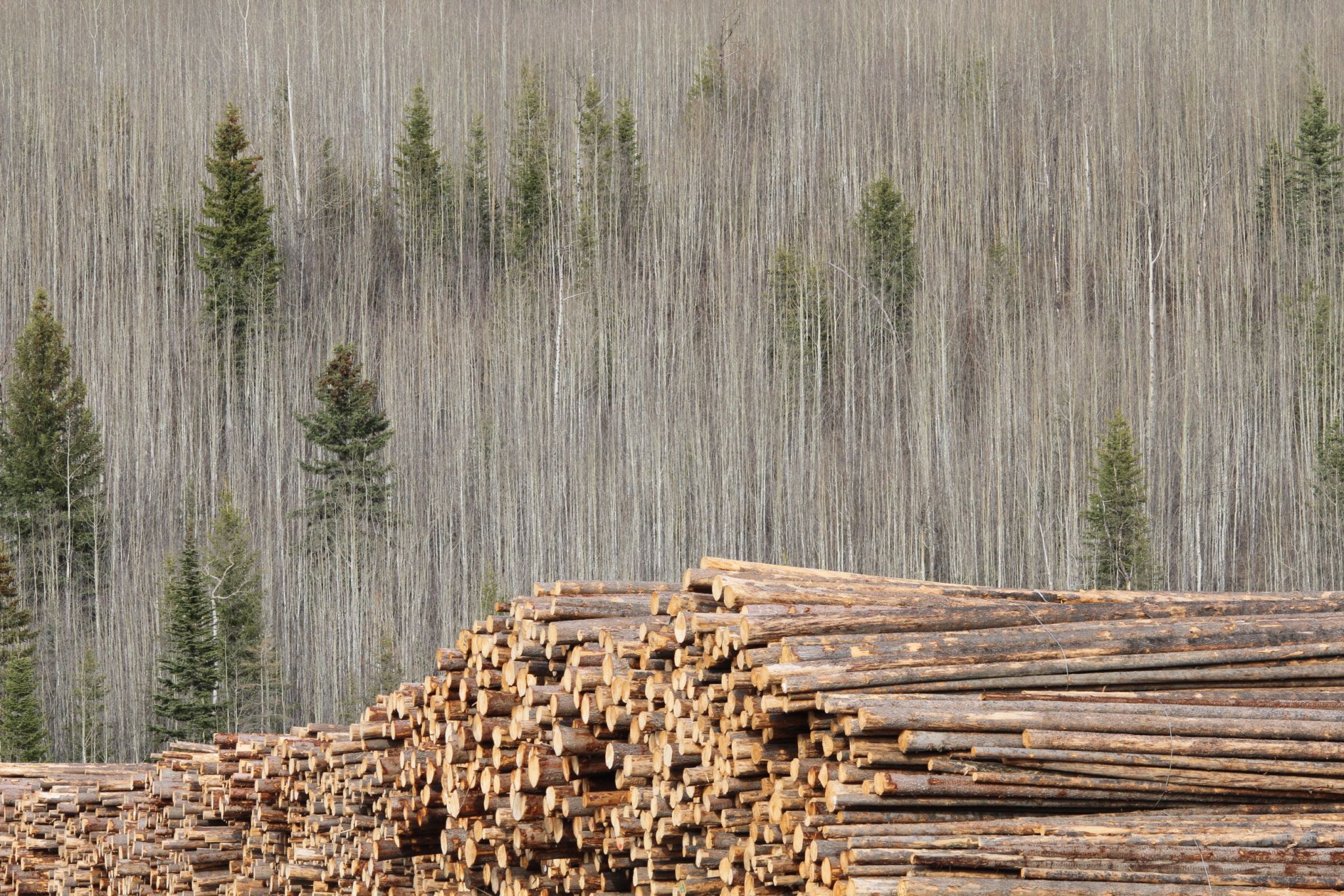 Strathnaver Lumber yard, Canada