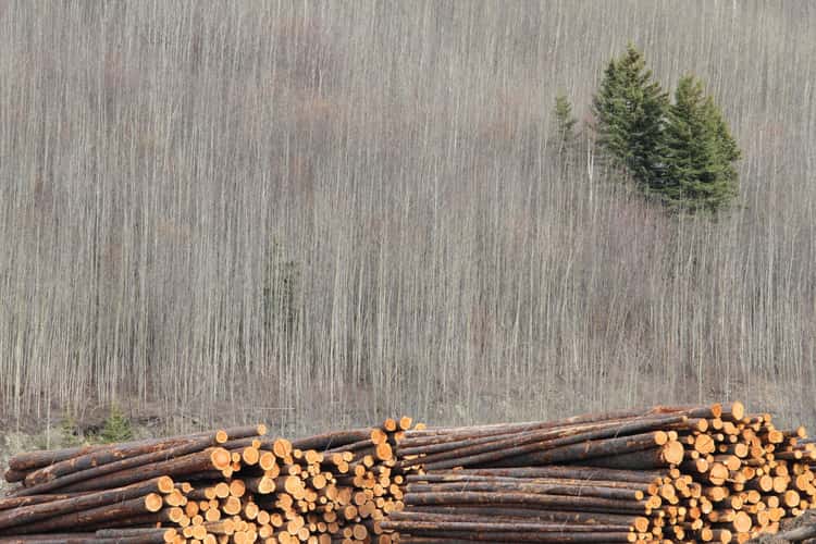 Strathnaver Lumber yard