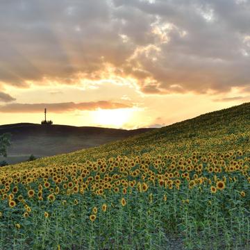 Summer in Tuscany - Sunflowers field, Italy
