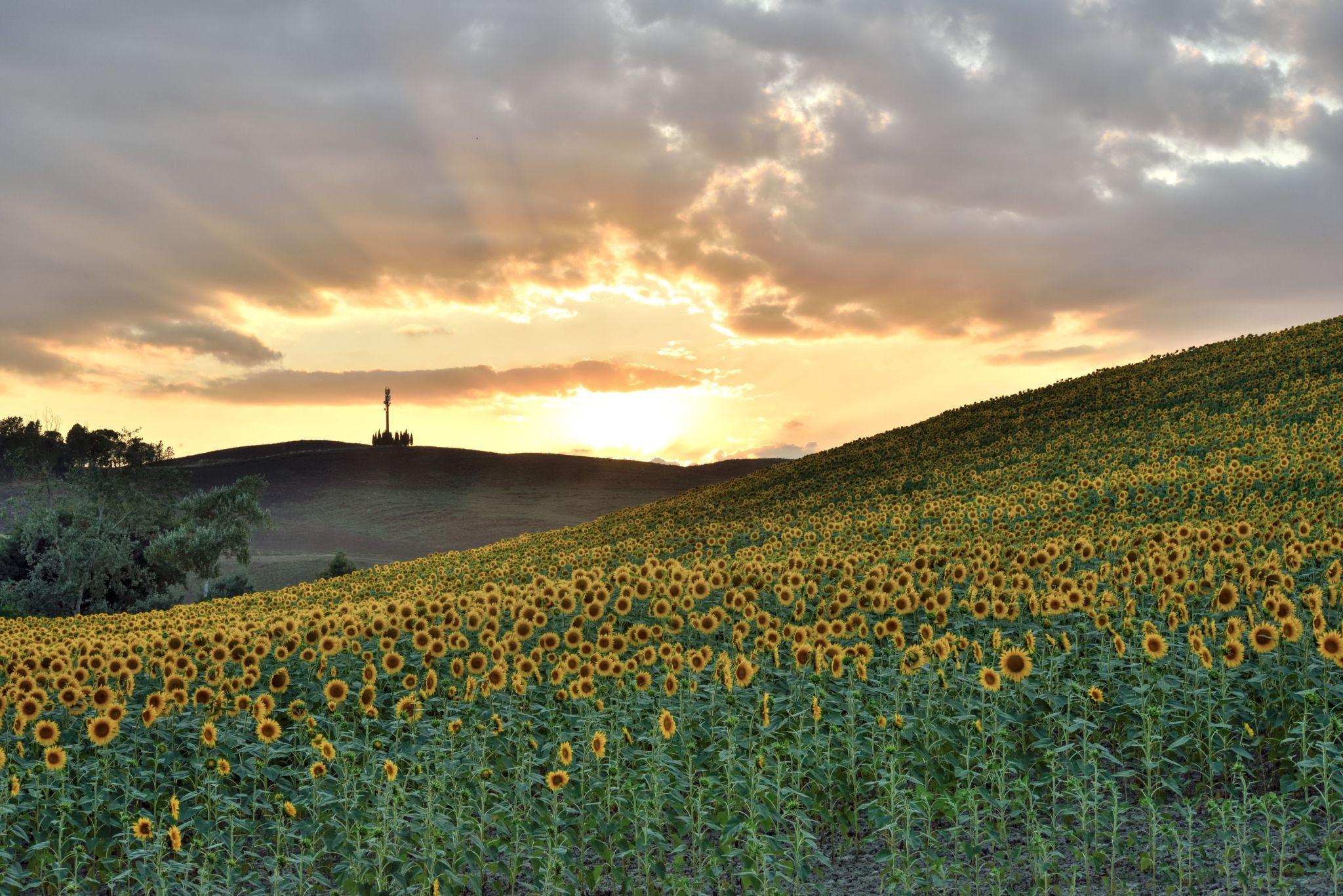 Summer in Tuscany - Sunflowers field, Italy
